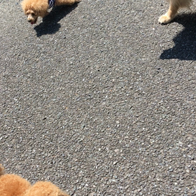 初☀️オーガニックマーケットの画像