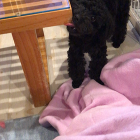 テーブル…ガジガジの画像