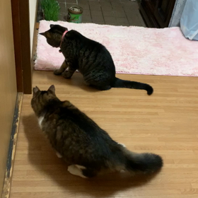 みーちゃんショックの画像