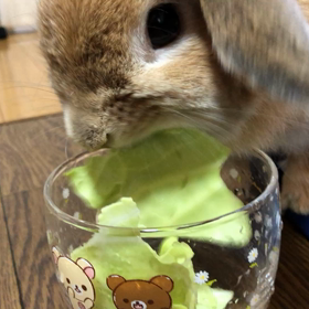 きゃべち 食べます（動くｼﾘｰｽﾞ）の画  像