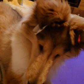 ラフコリー4ヶ月の画像