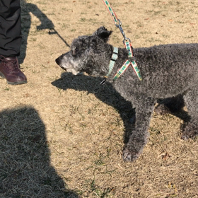 ２０１７お散歩初め。の画像