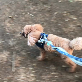 ♪お散歩動画♪代々木公園♪の画像