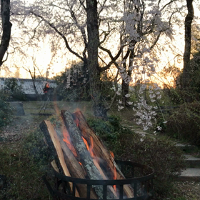 桜守   佐野藤右衛門さんの画像