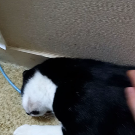 王者の魂の画像