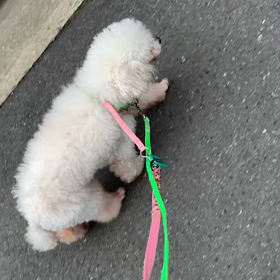 おまけの動画もどうぞ。の画像