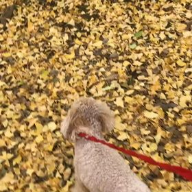 ♪お散歩動画♪代々木公園♪の画像