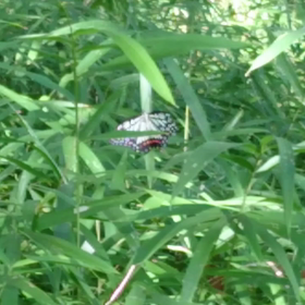 近所でハイキングの画像