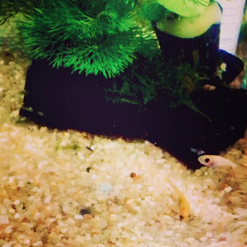 楊貴妃パンダを10匹の画像