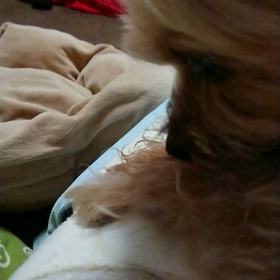 こむぎの温もりの画像