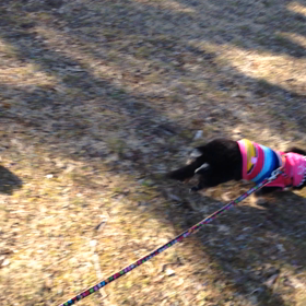 公園散歩の画像