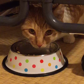 里親様募集中のマフラーくんの画像