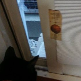 網戸越しにスリスリの画像