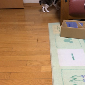 心配している母に心配されて。先住猫と新入り猫がずーっと喧嘩。の画像