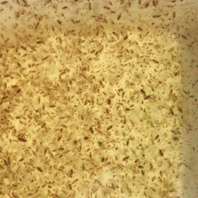 ミジンコ動画でもの画像