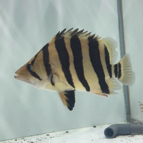 これがコンテストクラスの魚！！の画像
