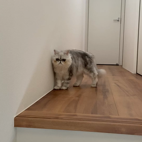 階段をおりたいちくわの画像