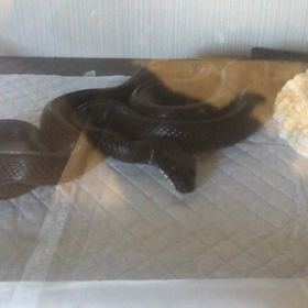 カラスヘビ  餌のサイズアップ動画の画像