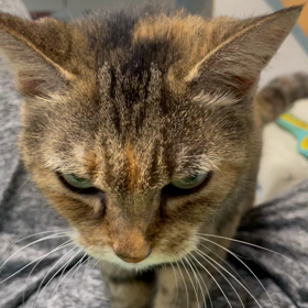 通りすがりの福ちゃん♀の画像