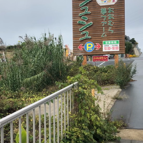 シュシュまで往復歩くの画像