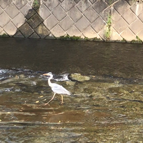 恐竜の子孫の画像