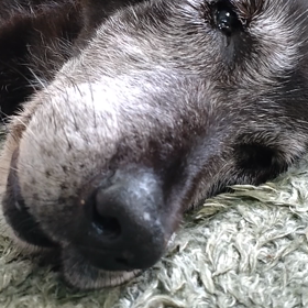 虫の息にの画像