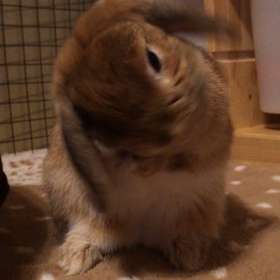 てぃもて、てぃもての画像