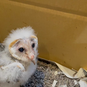 動物プロダクションの日常。の画像
