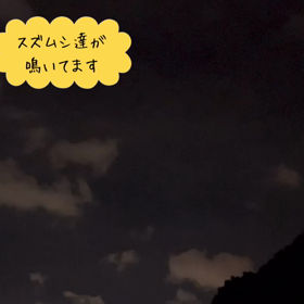 スズムシの癒しの声をお届けします❤️の画像