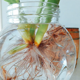 ☆めだか☆の画像