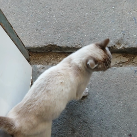 ぐるにゃんの画像