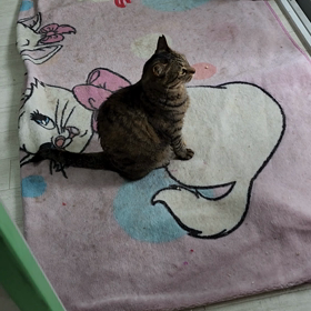 お昼のぞいたらの画像