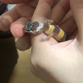 手乗りトカゲのピアちゃんの画像