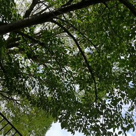 雨？雨？雨ーーーー！！の画像