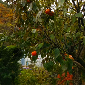 裏庭の柿の画像