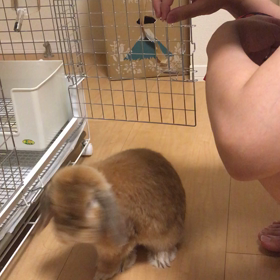 ロロたんはおとこがおすき？wの画像