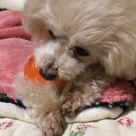 ボクのお気に入りの画像