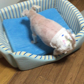 呆れ顔？の画像