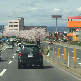 桜並木…弘前市の画像