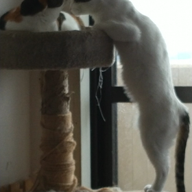 ちょっとおかしな虹（こう）ちゃんの画像