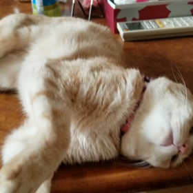 my cat=cuteの画像