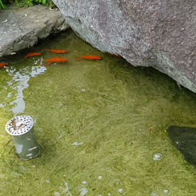 池を掃除したよの画像