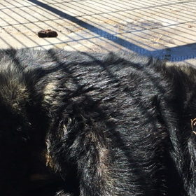 ロッキーは甘えん坊の画像