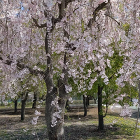 まだ桜が咲いていたよ٭❀*の画像