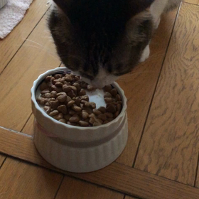 長生きしたらどうするの？デールにゃんとエリザベスカーラー。の画像