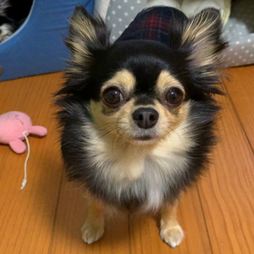 あたちぃのベットですょの画像