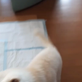 今日のシロくん 2の画像