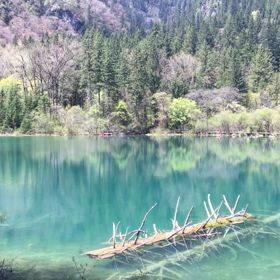 風のない箭竹海は綺麗でした。の画像