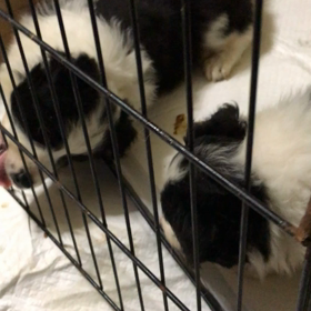 うまく写真が撮れない子の画像