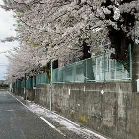桜❣️風が強く雨も降り始めした。の画像